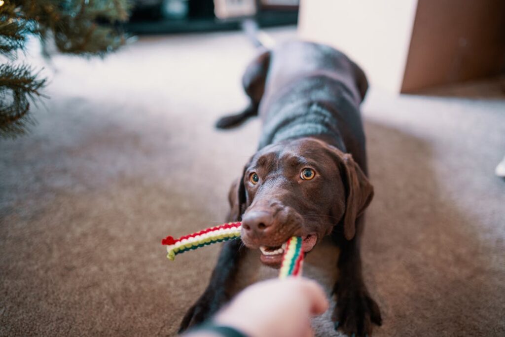 Hund med legetøj