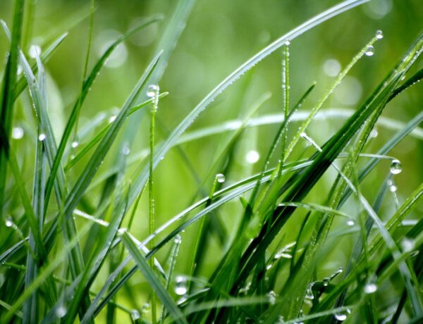 Guide til at vedligeholde og få en smuk græsplæne